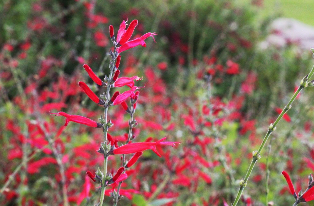 VÄRIKKÄITÄ KUKKIA KESKELLÄ TALVEA