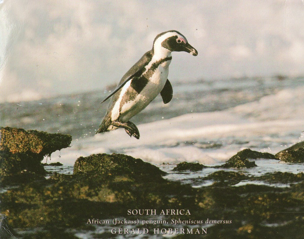 SISKON KORTTI ETELÄ-AFRIKASTA