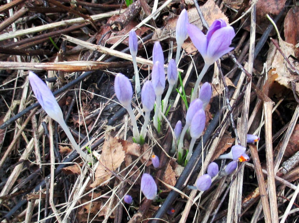 KEVÄÄN ENSIMMÄISET KROOKUKSET