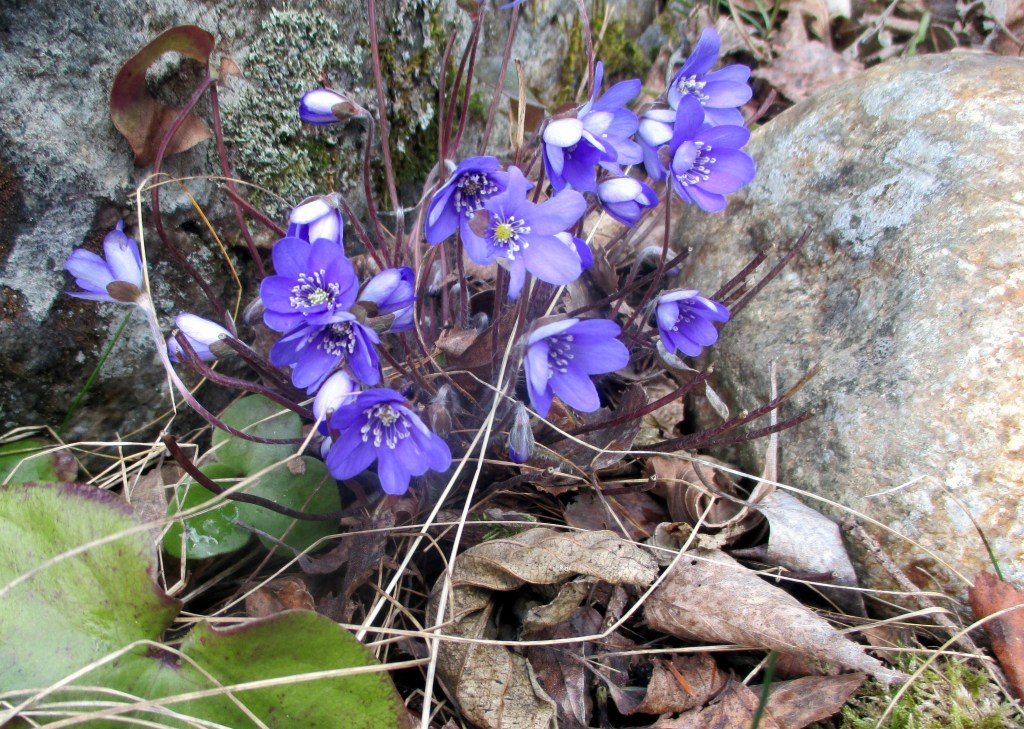 SINIVUOKKOJEN SINEÄ