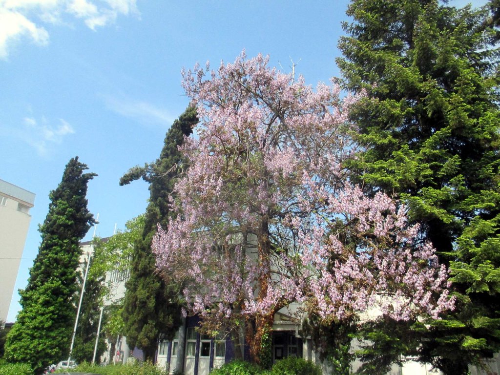 JAKARANDAT OVAT TÄYDESSÄ KUKASSA
