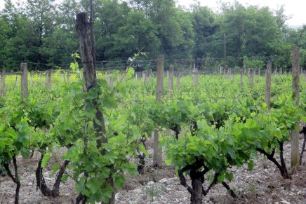 makedonian viiniseudulla