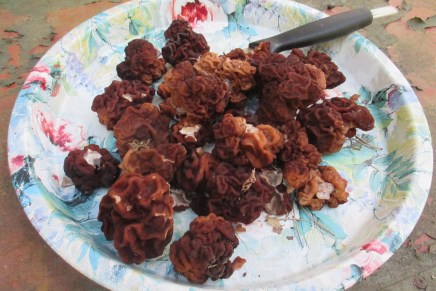 korvasieniä ja tuoreita&nbsp;nokkosia