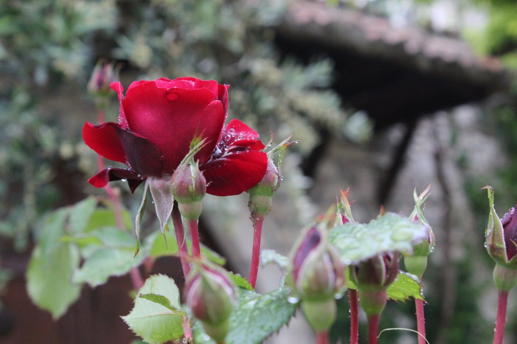 RUUSUT KUKKIVAT UPEASTI