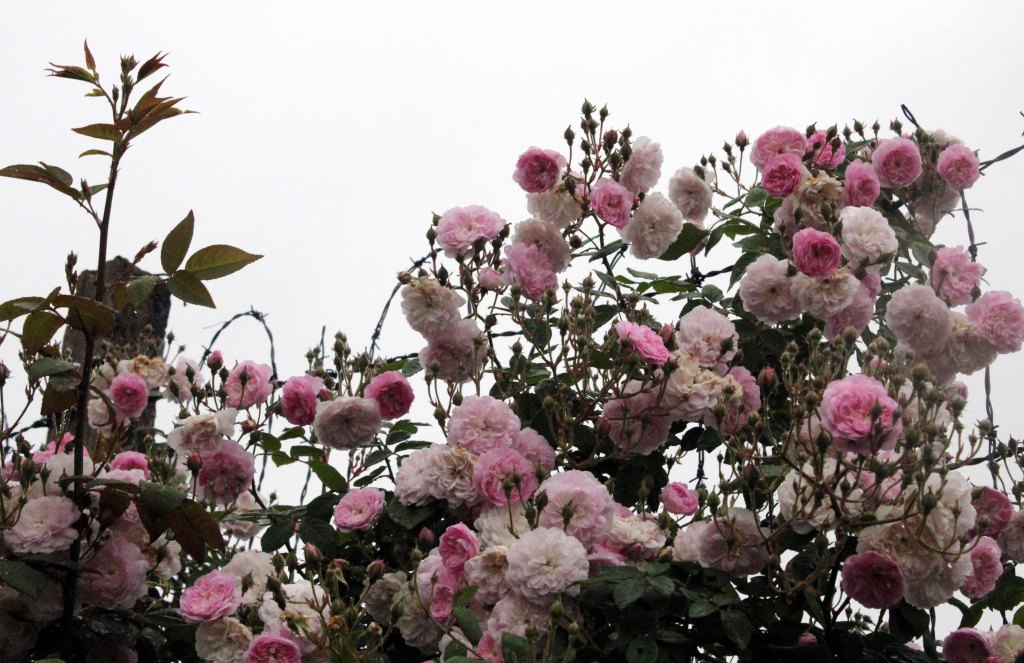 BERATIN LINNAN RUUSUNKUKKIA