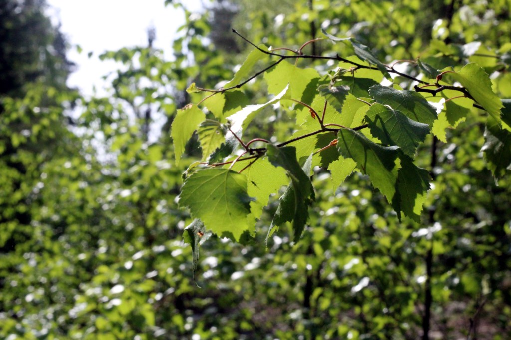 TOUKOKUUSSA KOIVUSSA OLI JO NÄIN ISOT LEHDET