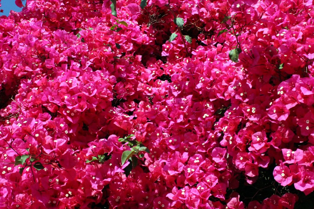 NÄMÄ IHMEKÖYNNÖKSET IKUISTI JUSSI