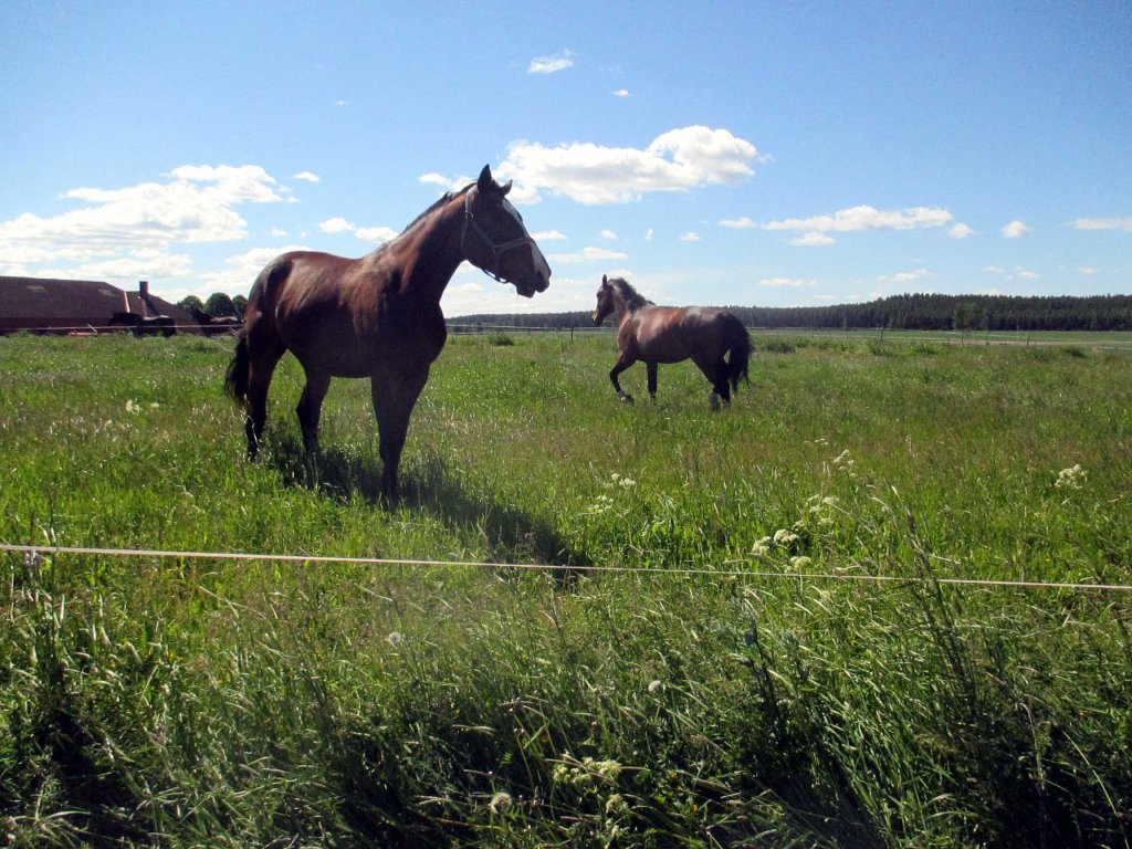 HEVOSET INNOSTUIVAT KIRMAILEMAAN 