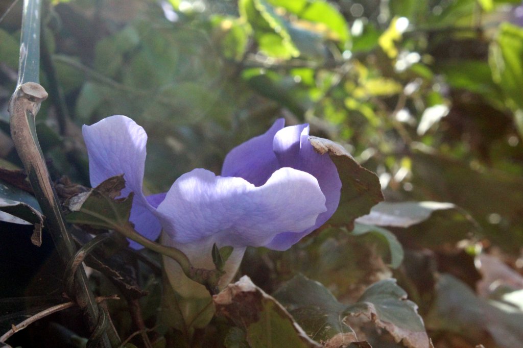 SINIVIOLETTI KÖYNNÖS