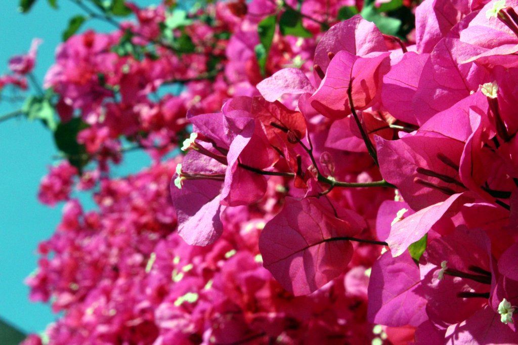 BOUGAINVILLE
