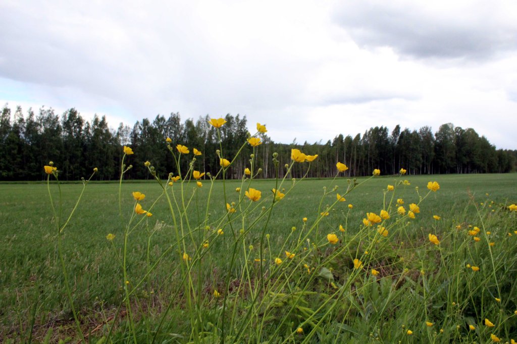NIITTYLEINIKIT KUKKIVAT VILLISTI