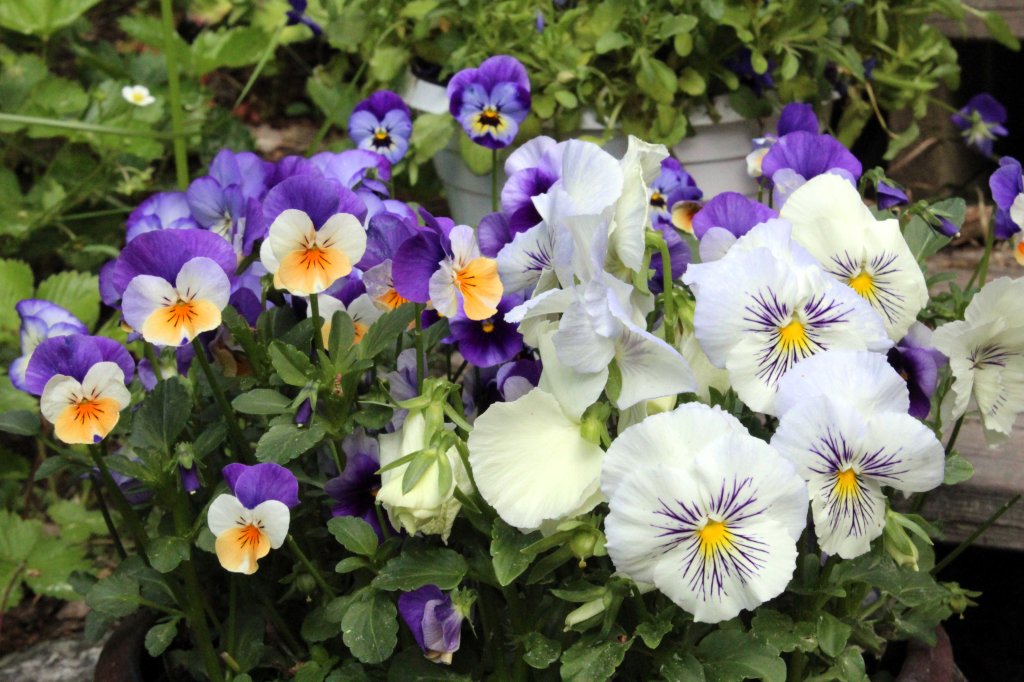 ORVOKIT TOIPUIVAT HELLEPÄIVISTÄ 