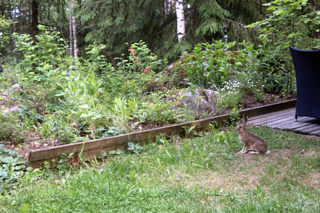 MÖKKIPIHALLAMME MAJAILEE ROHKEA PUPUJUSSI