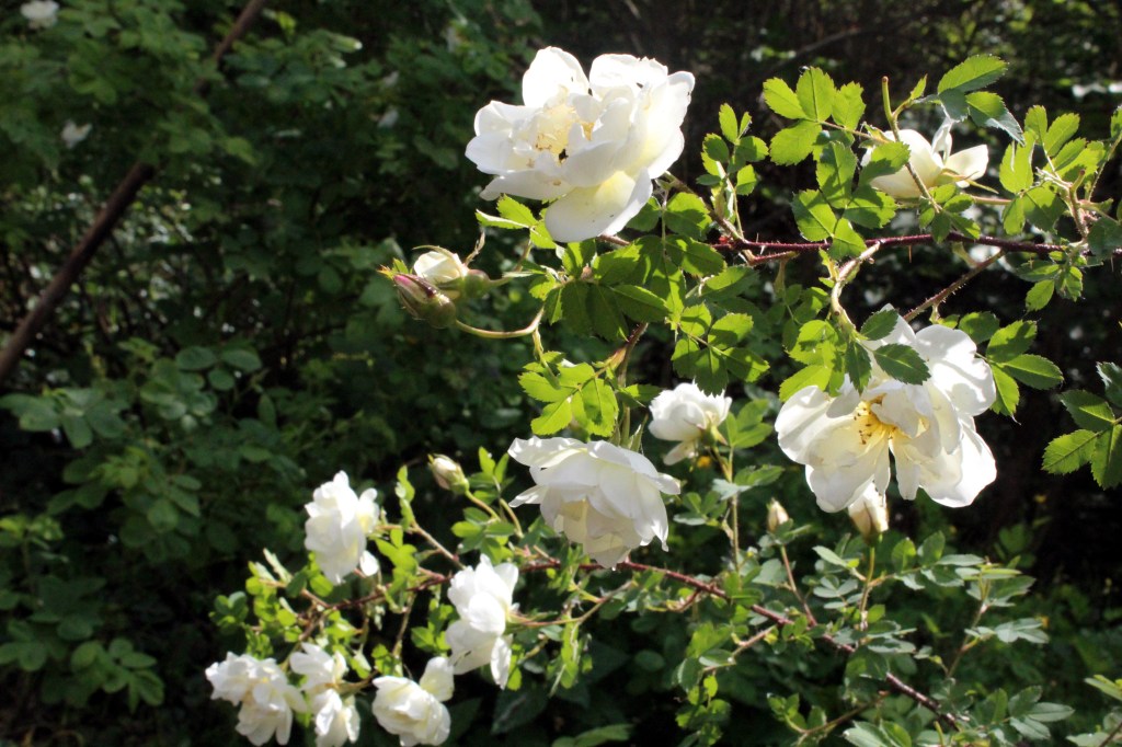 JUHANNUSRUUSUT PUHKESIVAT KUKKAAN