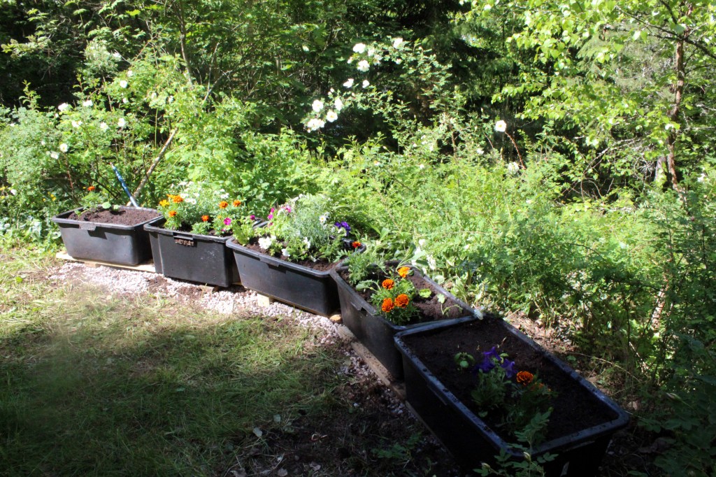 LAATIKKOVILJELMÄT KUKKIVAT