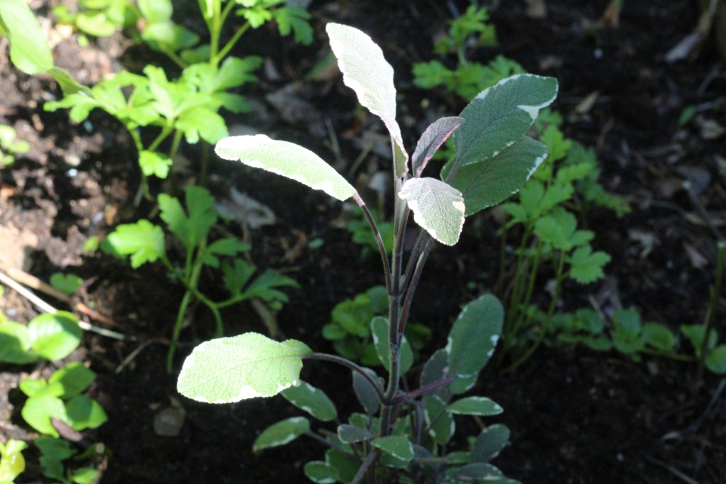 RYYTISALVIA - UUSI TULOKAS KEITTIÖPUUTARHASSANI