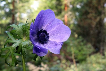 elämää juhannuksen jälkeen