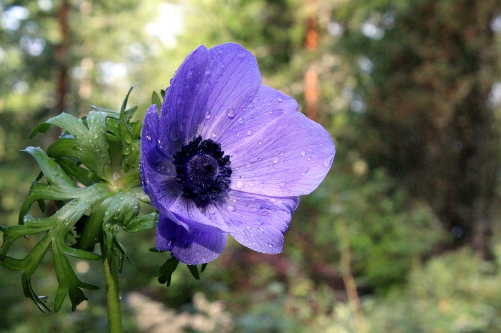 ANEMONET AVASIVAT KUKKANSA KESÄN ILOKSI