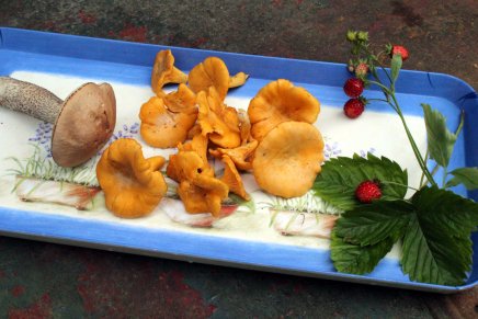 kantarelleja ja päättömiä&nbsp;muikkuja