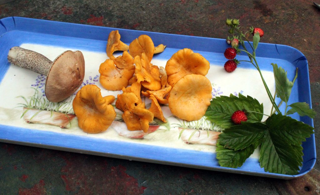 KANTTARELLIT OLIVAT NOUSSEET PINTAAN