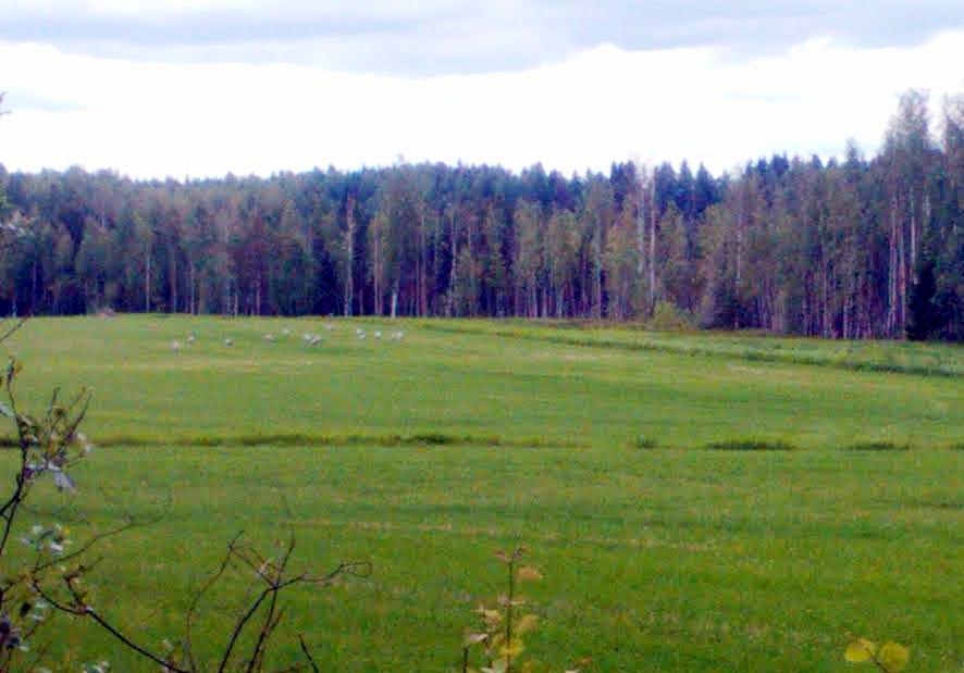 VAALEAT PISTEET PELLOLLA OVAT KURKIA