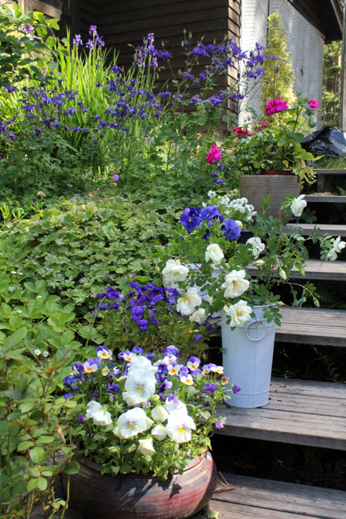 ORVOKKIRUUKKUJA JUHANNUSRUUSUJA PORTAILLA