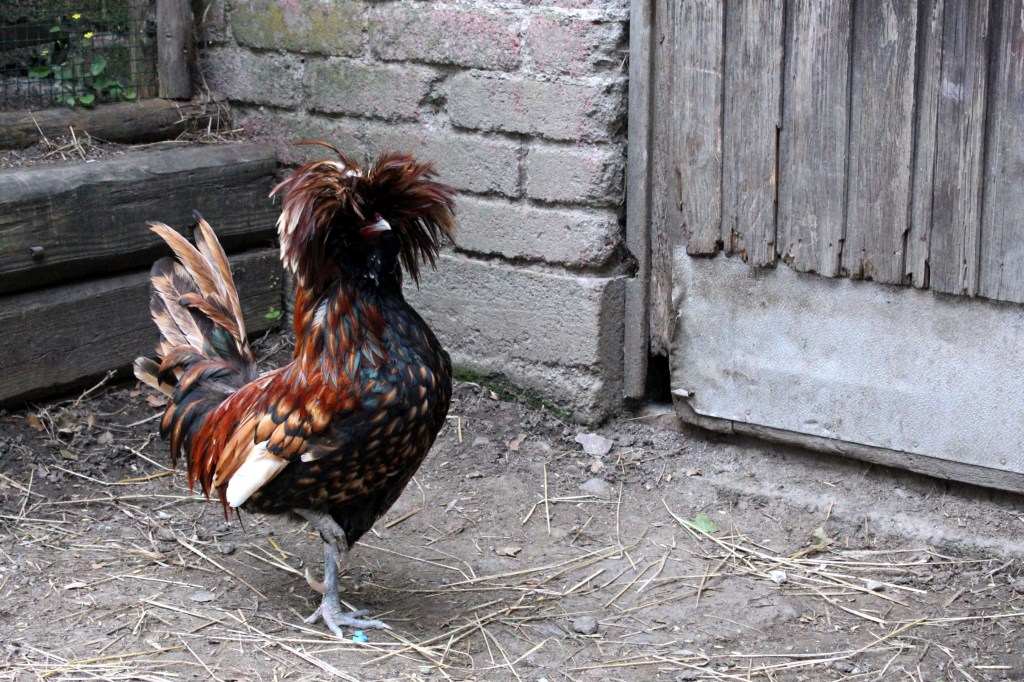 KUKKO JOKA EI OLLUT KAMMANNUT TUKKAA