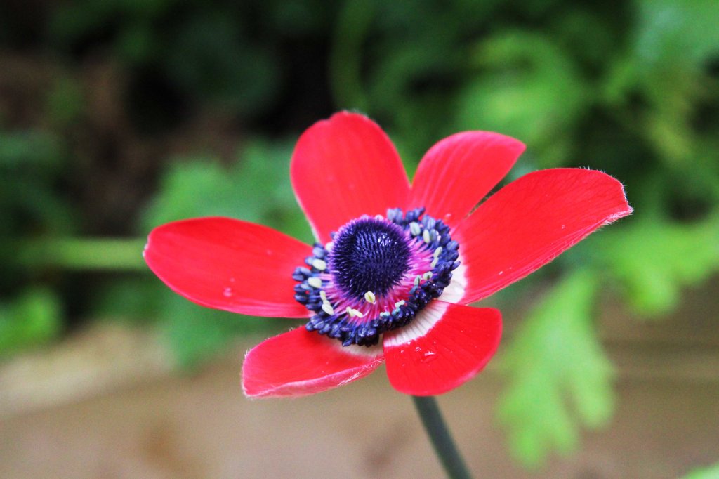 ANEMONET OVAT KUKKINEET KOKO KESÄN