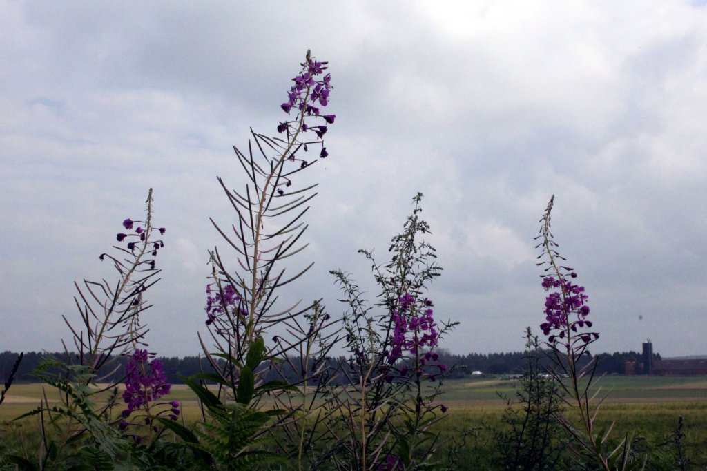 KESÄ ON JO PITKÄLLÄ