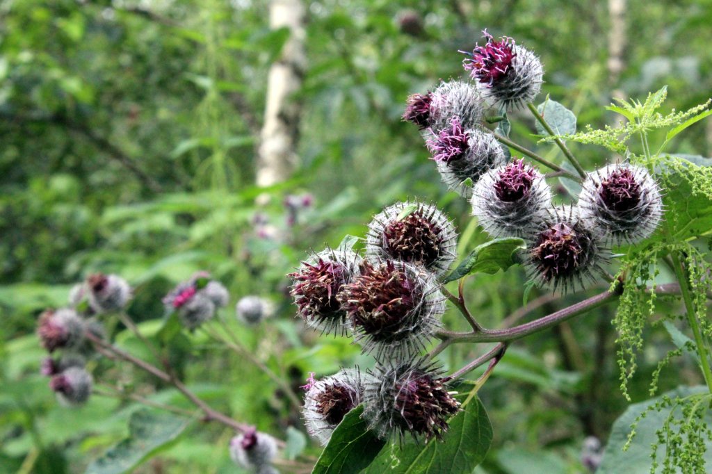 LISÄÄ LUONNONVÄREJÄ