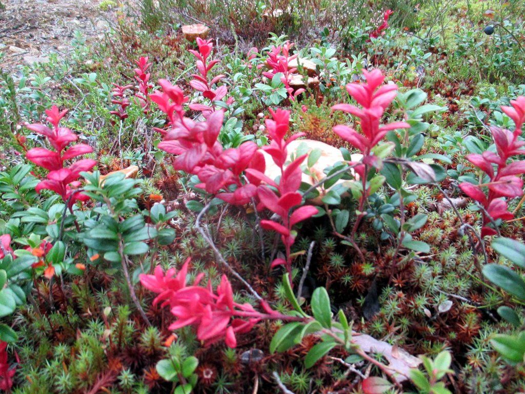 SAARISELÄLLÄ ON JO ENSIMMÄISIÄ RUSKAN MERKKEJÄ