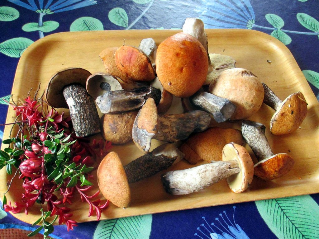 PUNIKKITATIT OLIVAT ERINOMAISIA