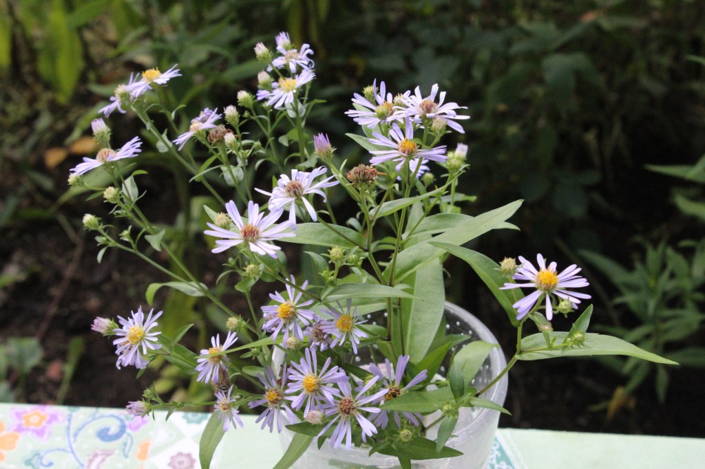 SYYSASTERIT KUKKIVAT JO ELOKUUN ALUSSA