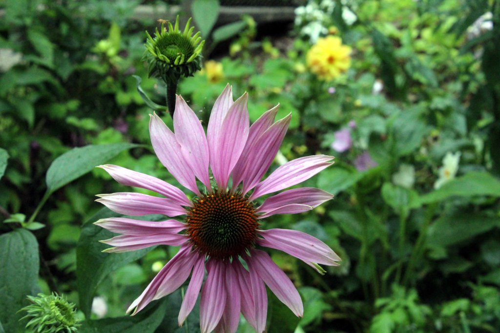 PUNAHATTU ON SYKSYN KUKKIJA