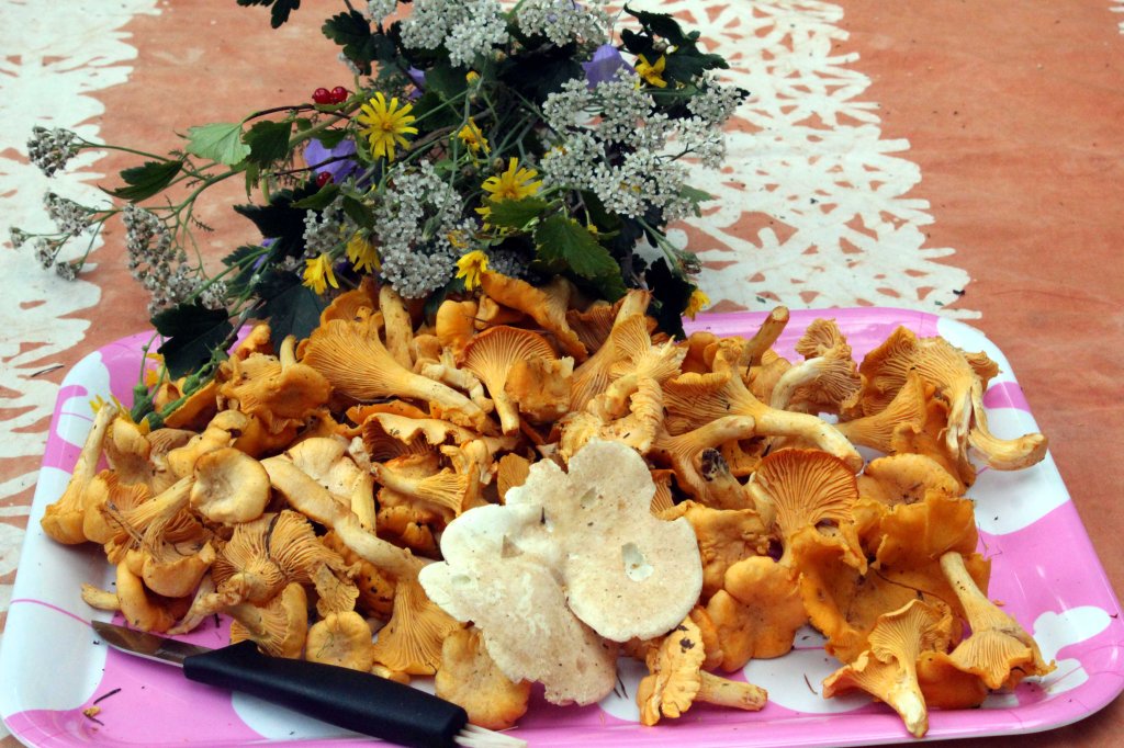 ELOKUINEN SIENISAALIS