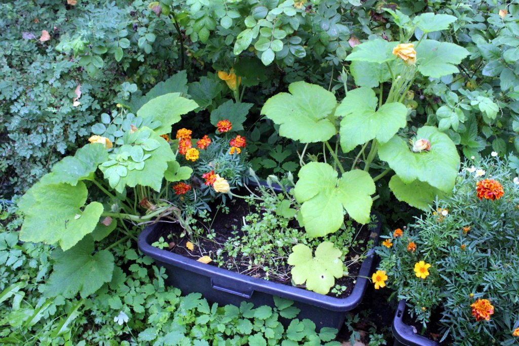 KORISTEKURPITSA KUKKII