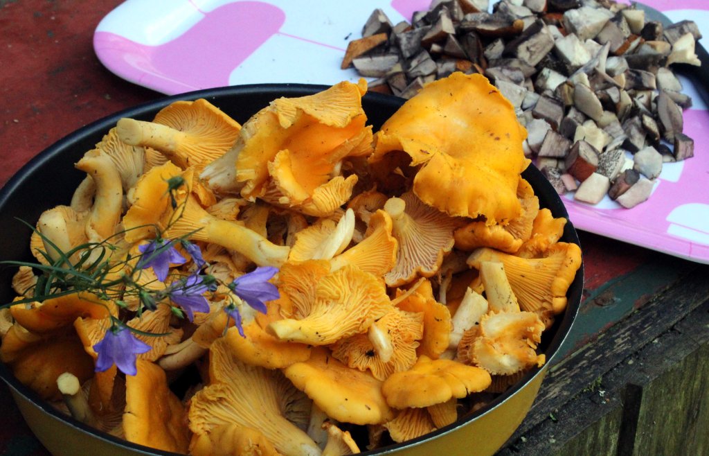 HYVÄ KANTARELLISYKSY 2016