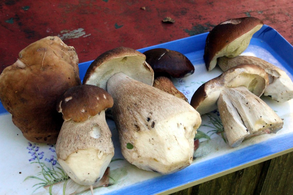 HERKKUTATTEJA LÖYTYI ENEMMÄNKIN