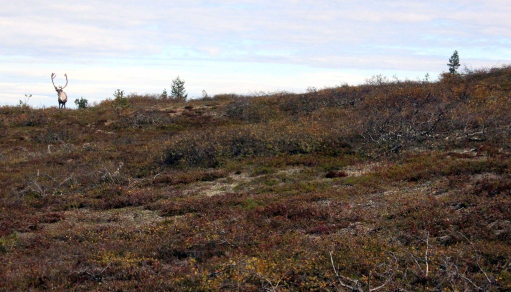 HORISONTISSA NÄKYY PORO