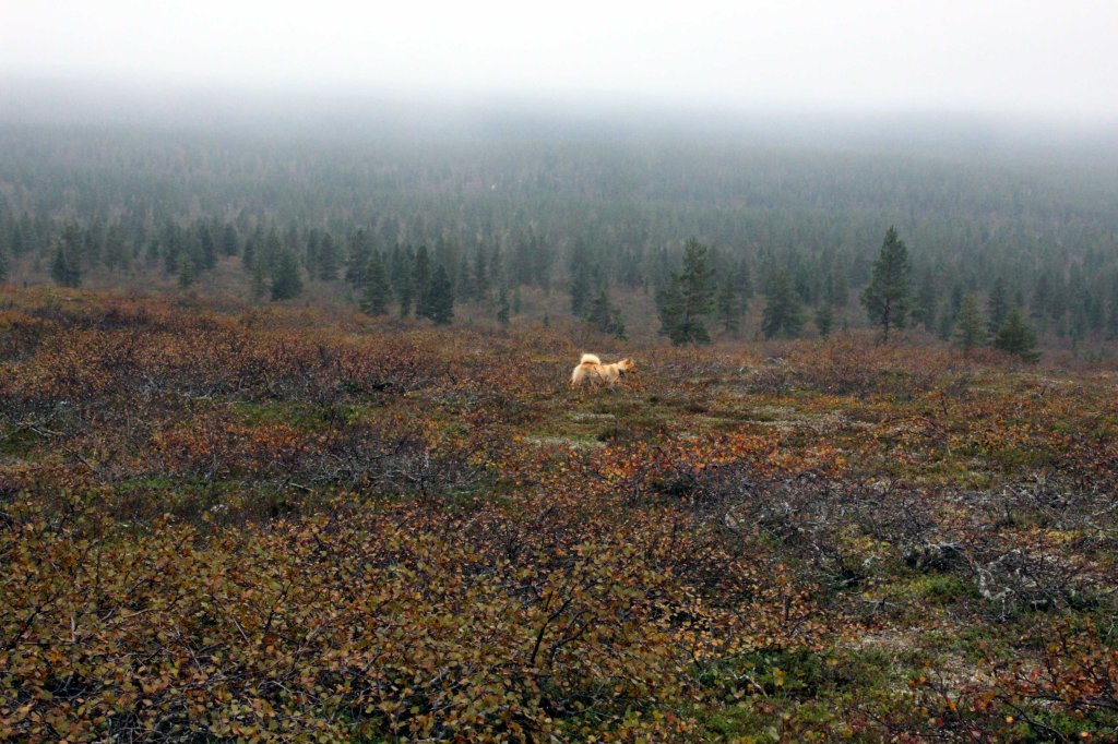 MAIRE-KOIRA KIRMAILI TUNTURISSA