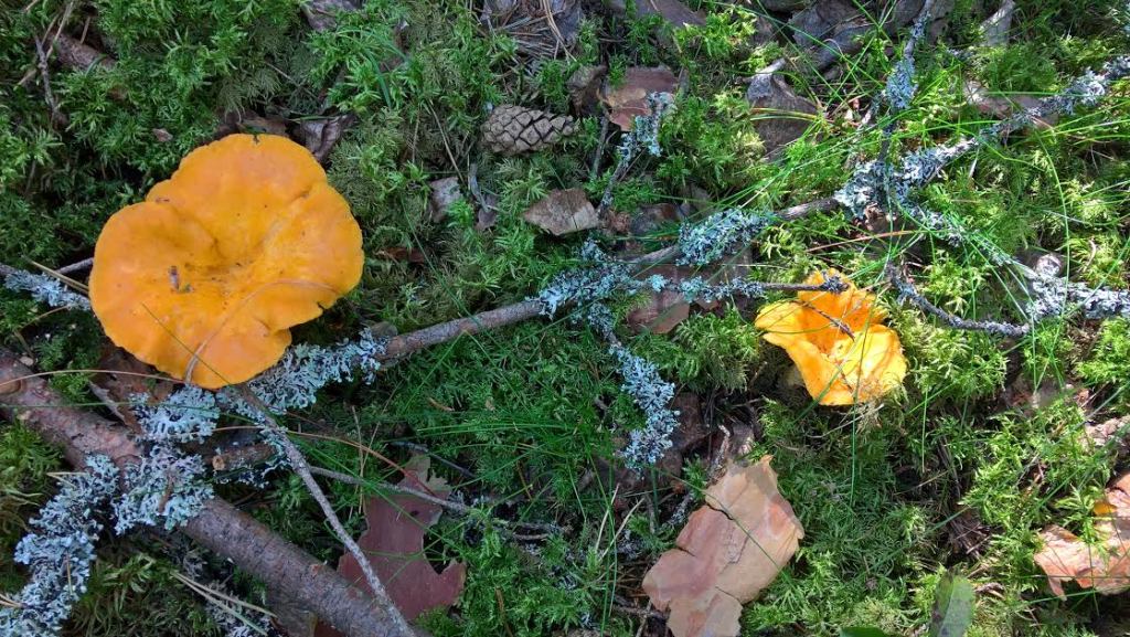KANTARELLIT OVAT TÄNÄ KESÄNÄ MEHEVIÄ