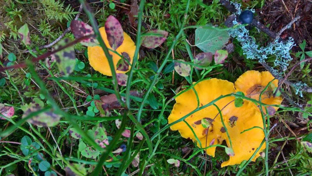 KANTARELLILÖYTÖJÄ