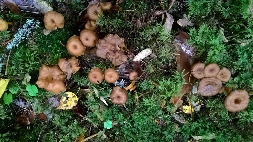 KESÄN ENSIMMÄISET SUPPILOVAHVEROT LÖYTYIVÄT JO ELOKUUSSA