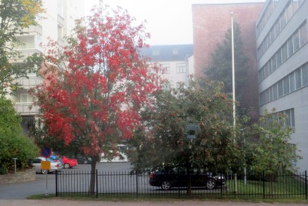 syyspuuhia kaupungissa