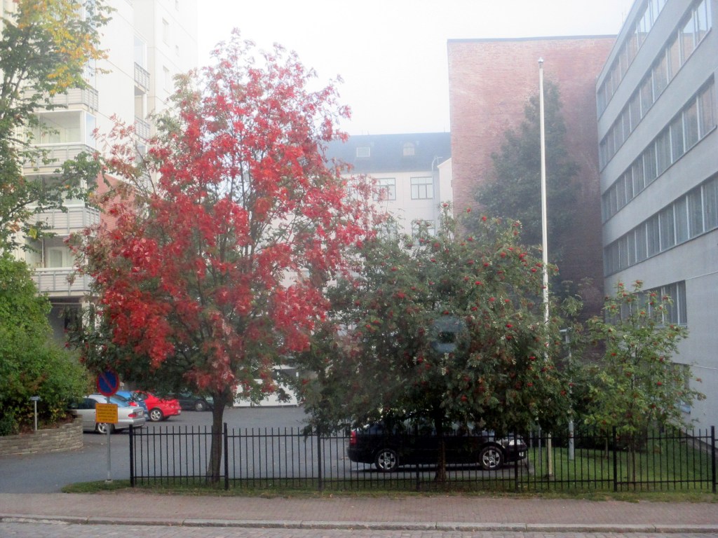 NÄKYMÄ TYÖHUONEENI IKKUNASTA PALOKUNNANKDULLE
