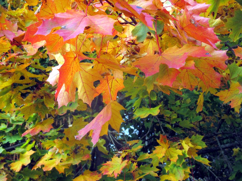 VAAHTERAT KAUNEIMMILLAAN
