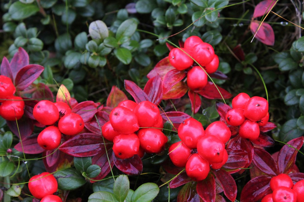 UUSI TUTTAVUUS - RUOHOKANUKKA