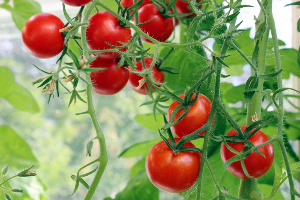 MAKEITA TOMAATTEJA NAM