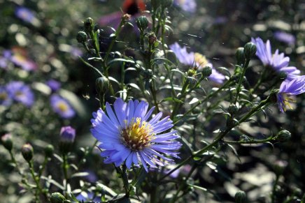 syyspuuhia pikkuväen kanssa&nbsp;mökillä