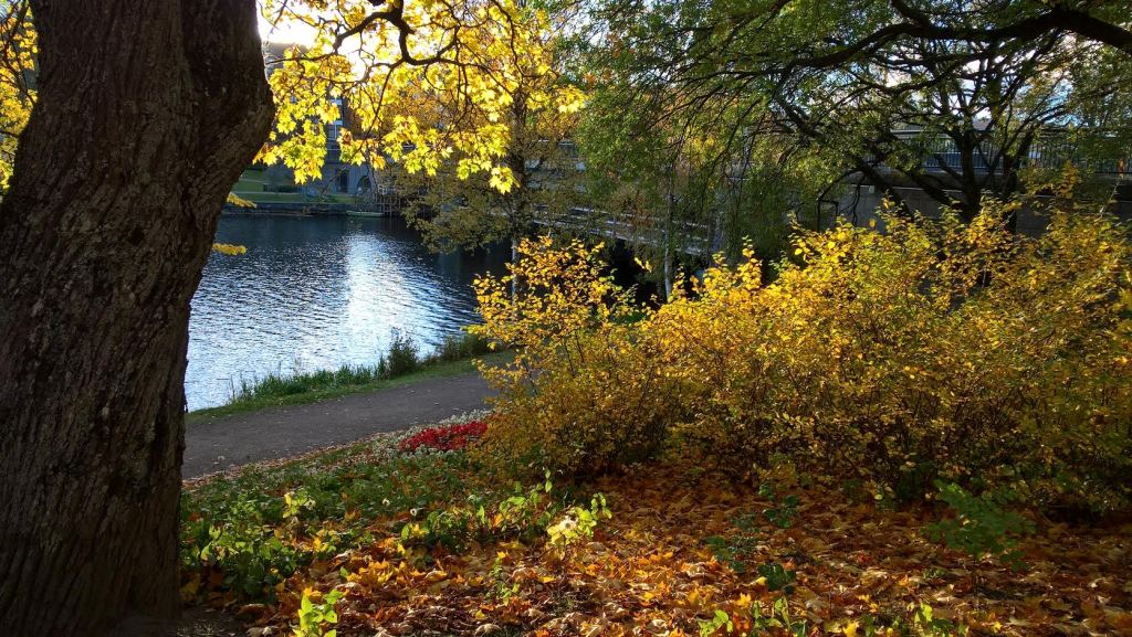 SYYSAURINGON HEHKUA KOTIKULMILLA